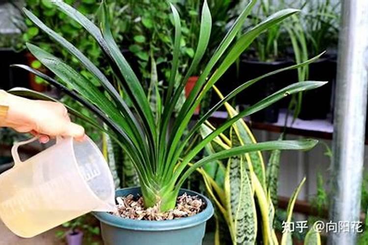 君子兰浇完水肥第二天需要浇一遍大水把它冲掉吗？