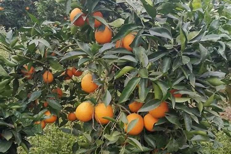 植物缺氮、缺磷、缺钾分别有什么害处？