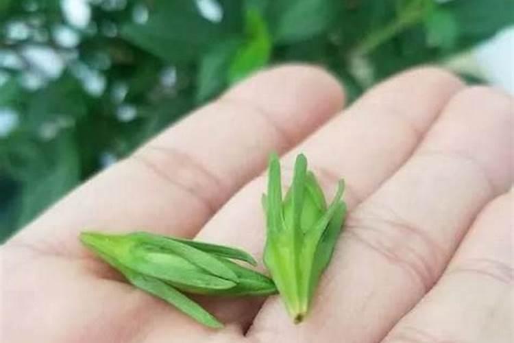 磷酸二氢钾的作用适合哪些花