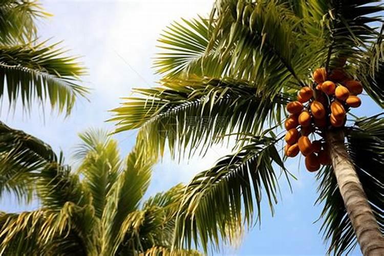 新养的富贵竹放什么易生根