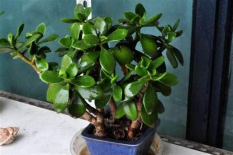 叶面肥多久喷一次