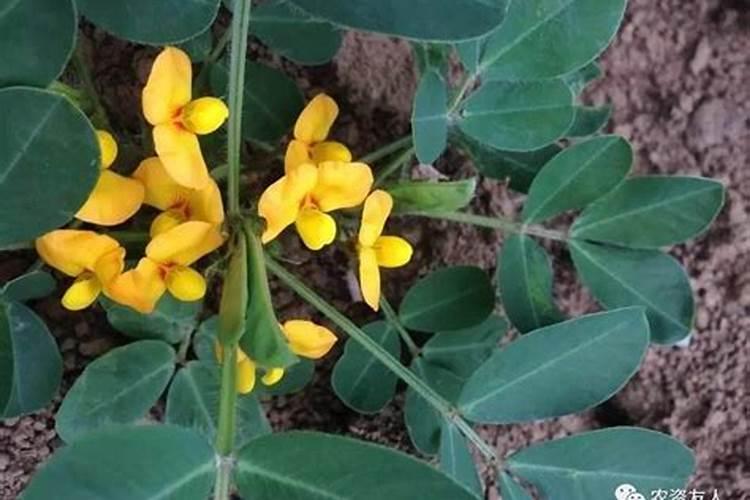 种植花生磷肥的正确方法