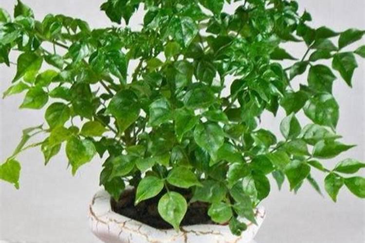 橘子树叶子发黄是怎么回事？怎么办(图)