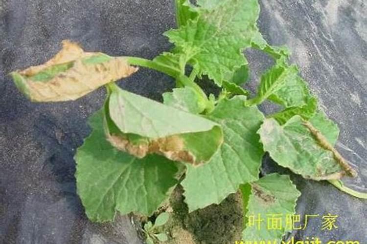 浅谈微生物有机肥菌肥的施用