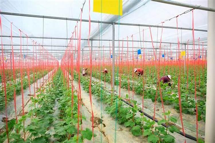 老桩发财树如何养才长得好 老桩发财树怎么养才长得好