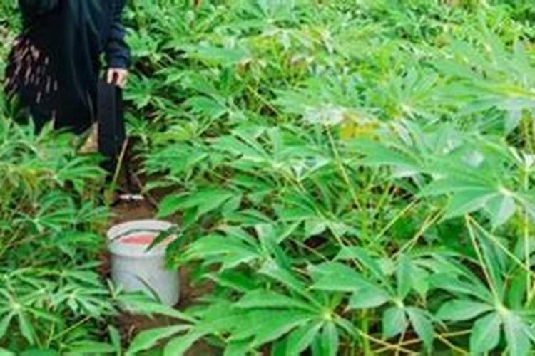 木薯施肥方法