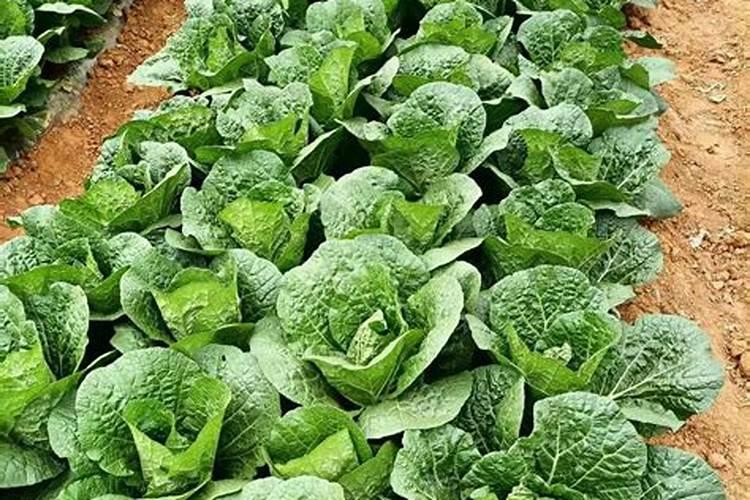 磷酸二铵百分之五十七是真的吗