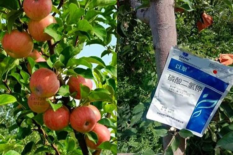 苹果树春季用什么化肥好