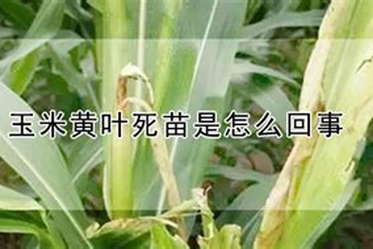 玉米苗叶子发黄干枯是什么原因？