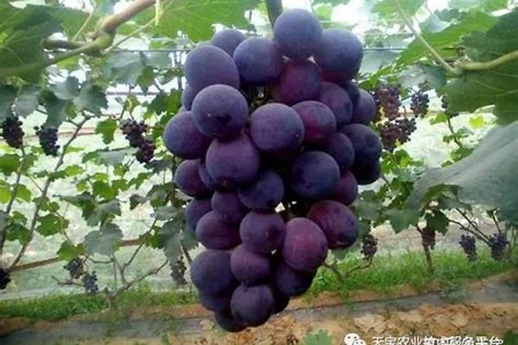 磷肥兑水比例