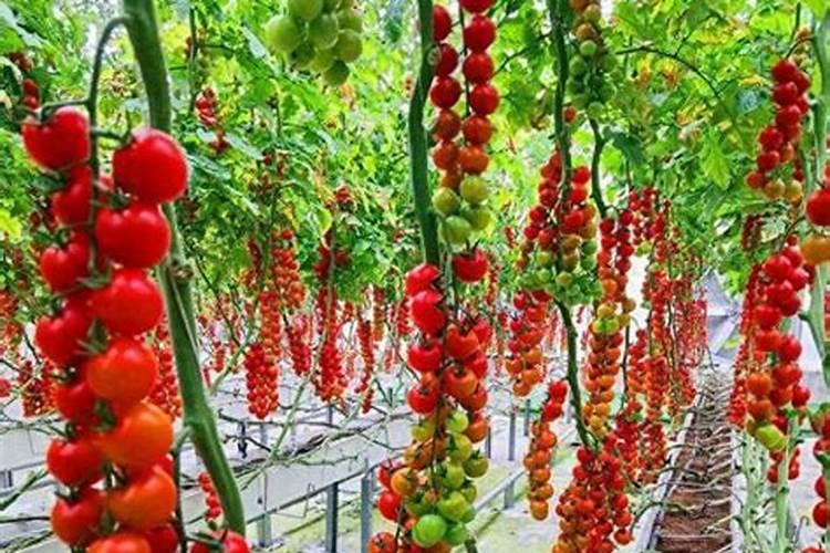 栽植西红柿用啥底肥