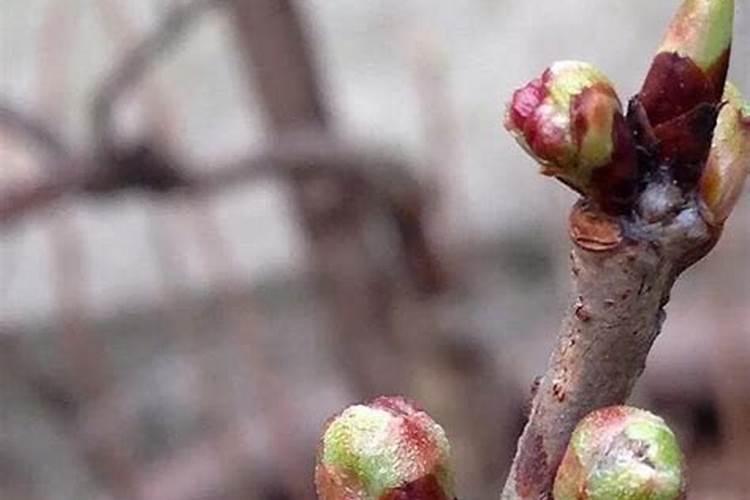 我国4大“委屈茶”,品质不输龙井铁观音,可惜走不出去