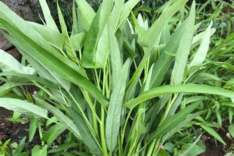 桃花要怎么种植