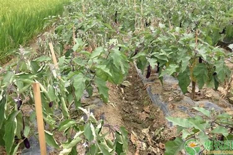 171717型号掺混肥哪里最便宜