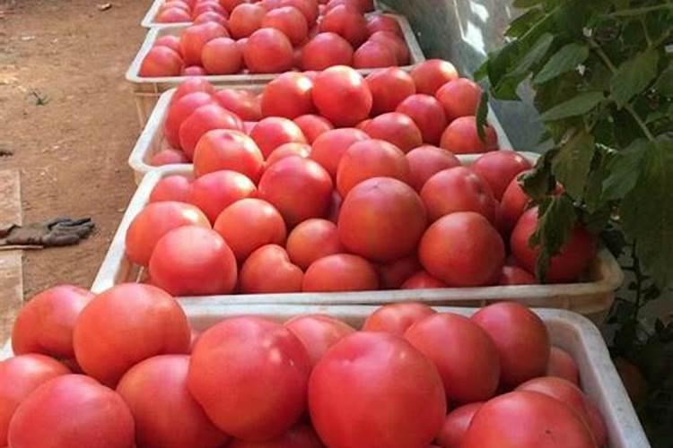 小学生寒假日记10篇400字