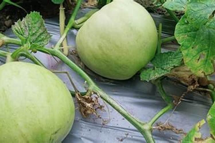 茶苗移栽最佳时间 移栽后多久施肥