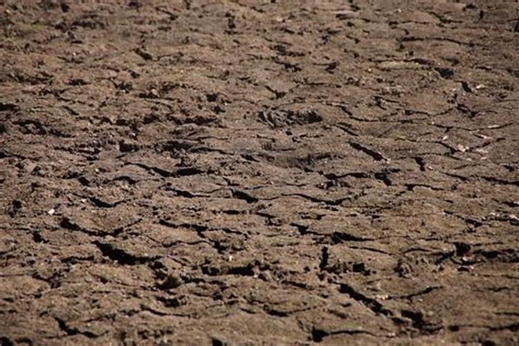 被叫做地球之肺的环境是什么样的