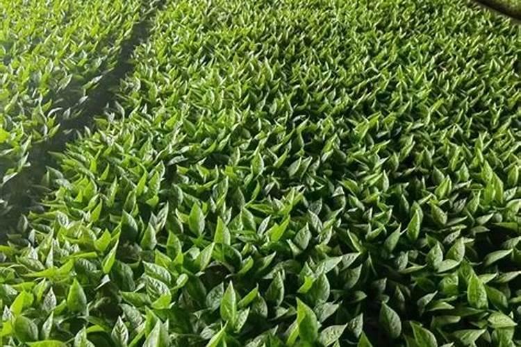 辣椒移栽后几天施肥和打药