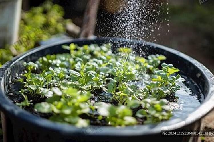 1斤化肥配多少斤水才对植物生长最好