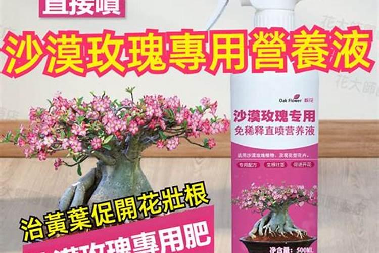 家庭盆栽石斛施什么肥料最好？