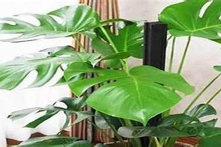 复合肥浇花怎么使用正确