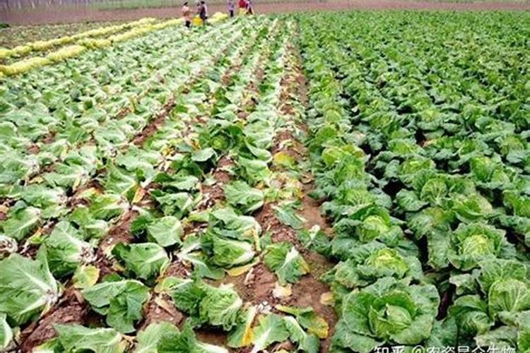 白菜苗期管理技术 白菜施肥技巧总结