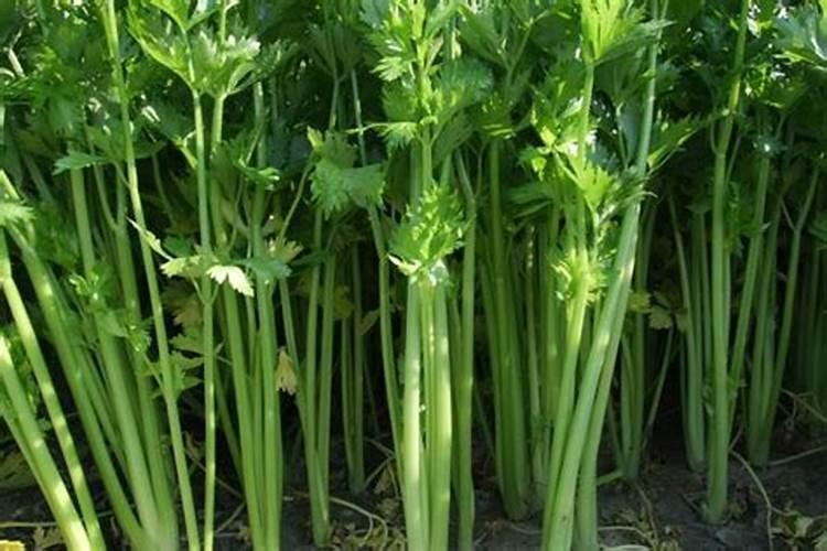 花生打什么药下针多秋花生花旺期要不要去喷药？