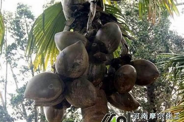 绿萝干叶子是怎么回事 绿萝干叶子是什么原因