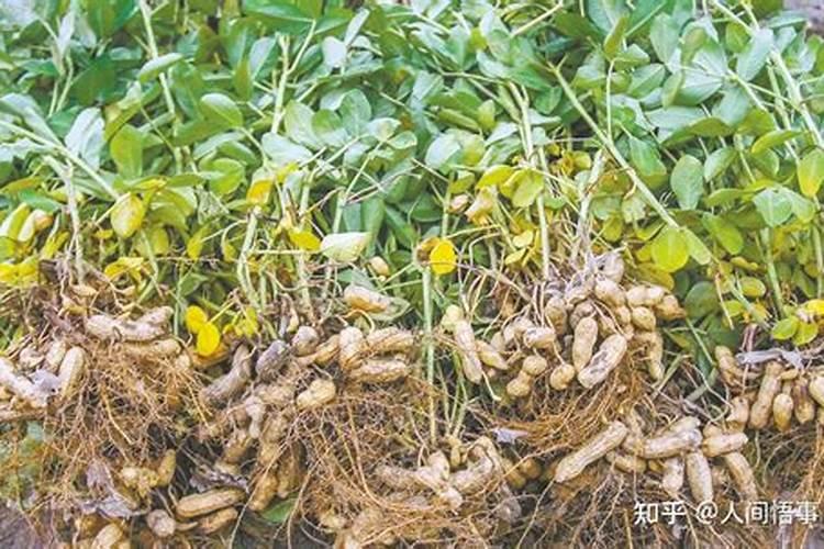 花生高产种植技术 花生应该怎么施肥