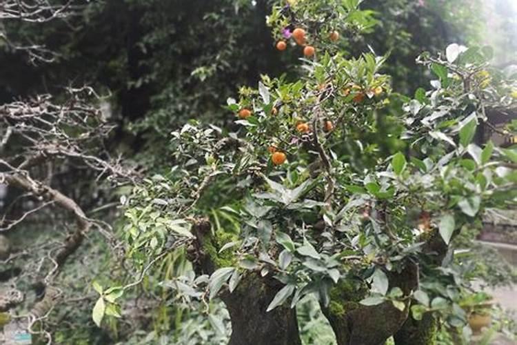 金弹子施什么肥长根快