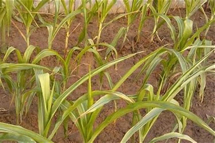 春季大蒜追肥用什么肥料最好？大蒜春季什么时候施肥料,早春大蒜如何施肥...