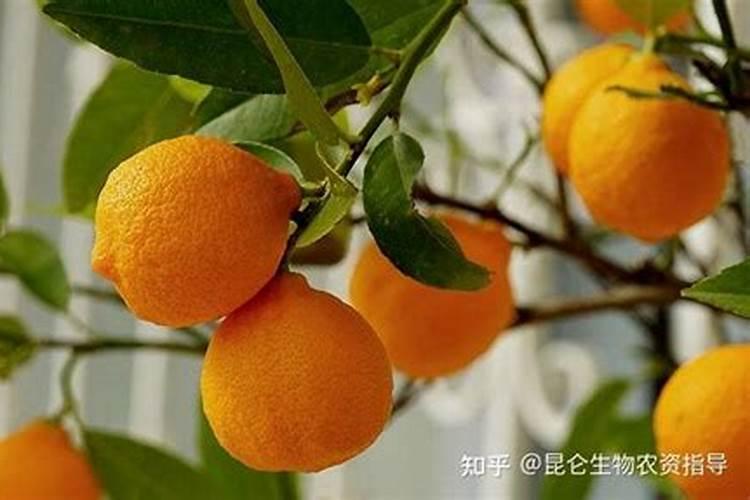 能否给新移栽的月季施肥吗