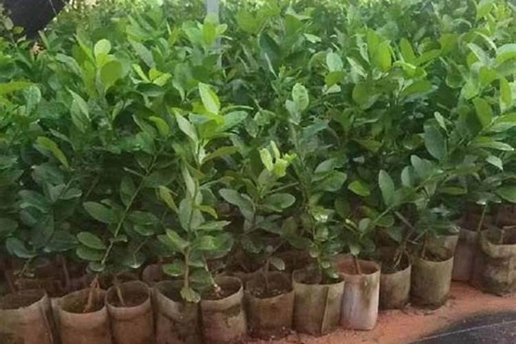 柠檬树为什么不开花是不是与剪枝有关系去年长了好多果