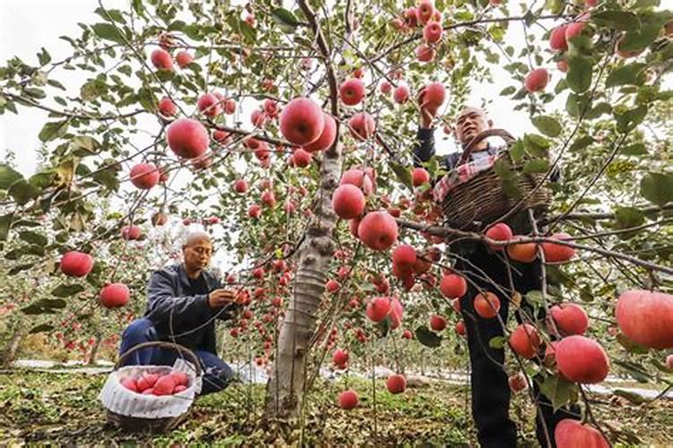 果树十一月份可以上肥料吗