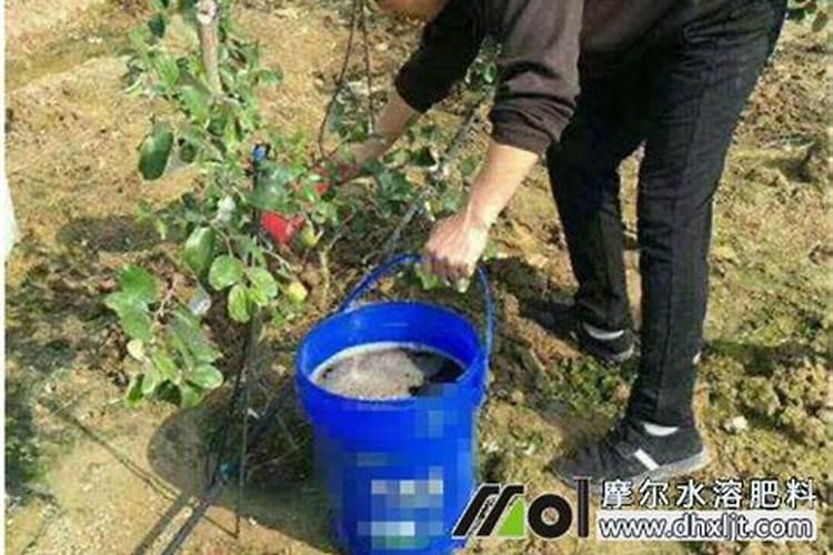 盐碱地种植板椒怎样施肥