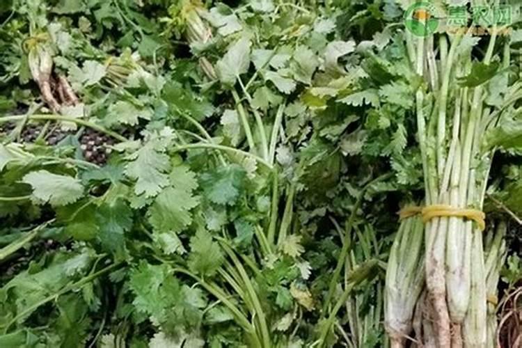 香菜怎么施肥,香菜施肥的方法