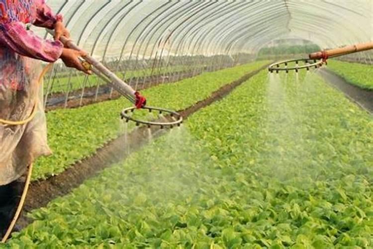 大豆组织蛋白是什么东西