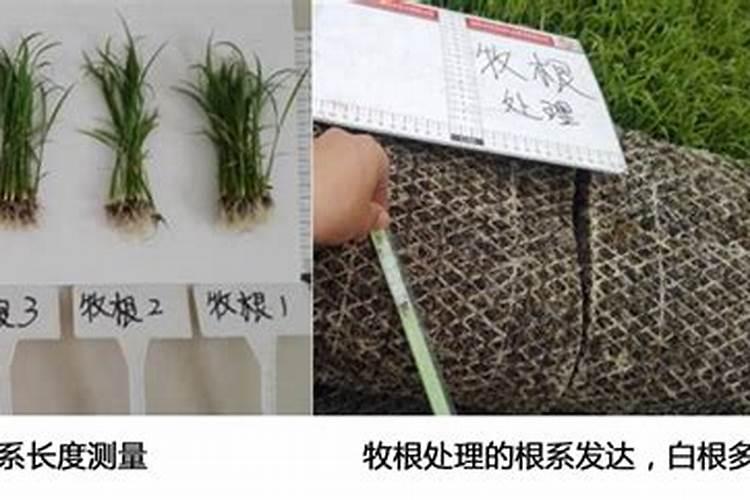 番茄挂果后怎么施肥