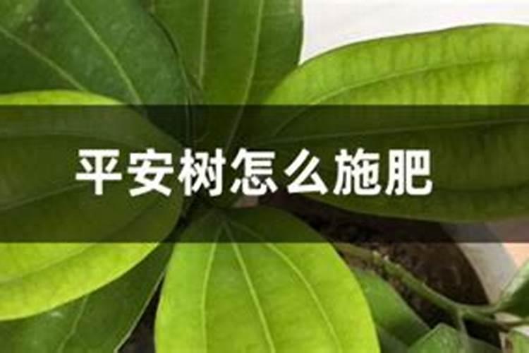 平安树用什么肥料最好