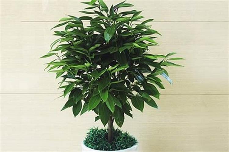 桂花施什么肥料最好