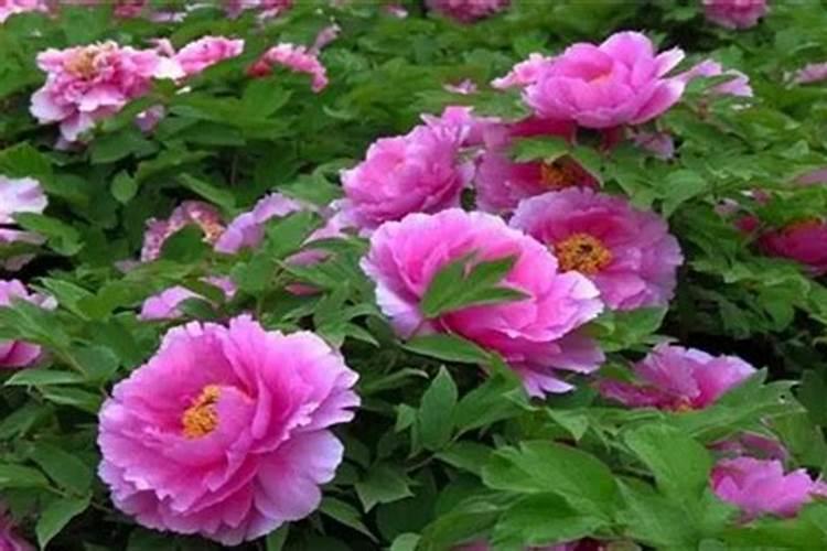 牡丹的施肥时间及方法(牡丹花什么时候施肥好,更换盆土入冬时施肥)