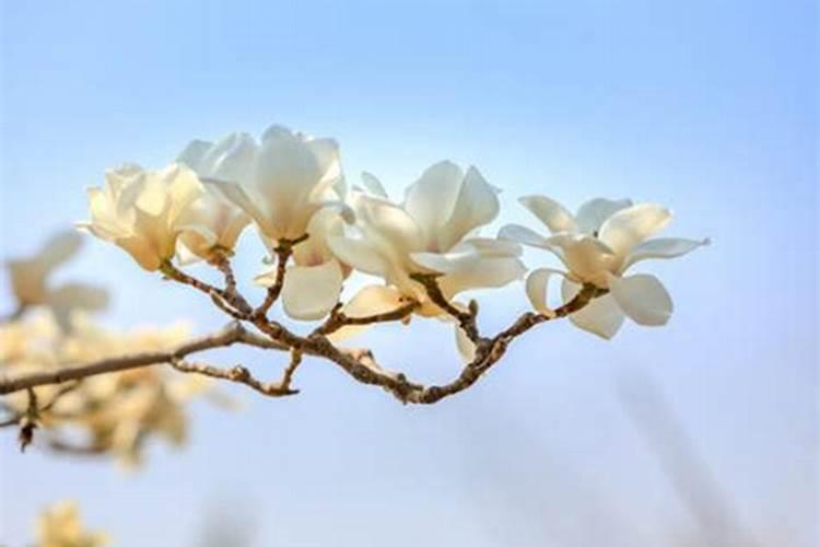 秋月梨树施肥时间和方法 秋月梨应该施什么肥