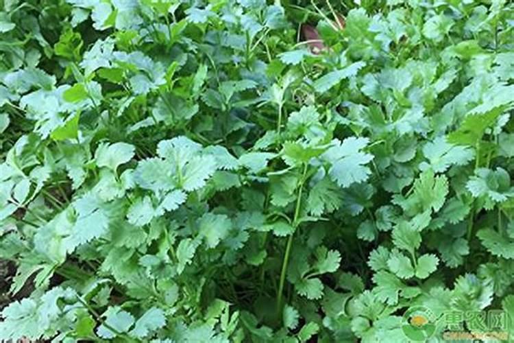 香菜的生长特性和需肥特性都有哪些要点？