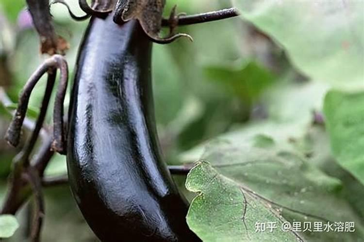 庭院种槟榔好吗 栽种槟榔位置与方法