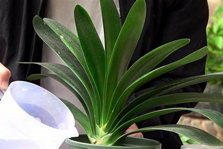 这种“脏东西”,埋土里养君子兰,叶片肥厚开花不夹箭!