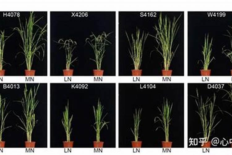 水稻施肥,用哪种增产效果比较明显