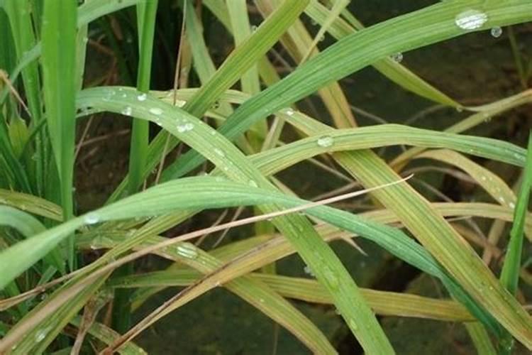 我国硼肥的发展史