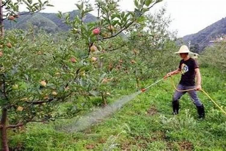 苹果树怎么浇水？怎么施肥？(你想知道的都在这)