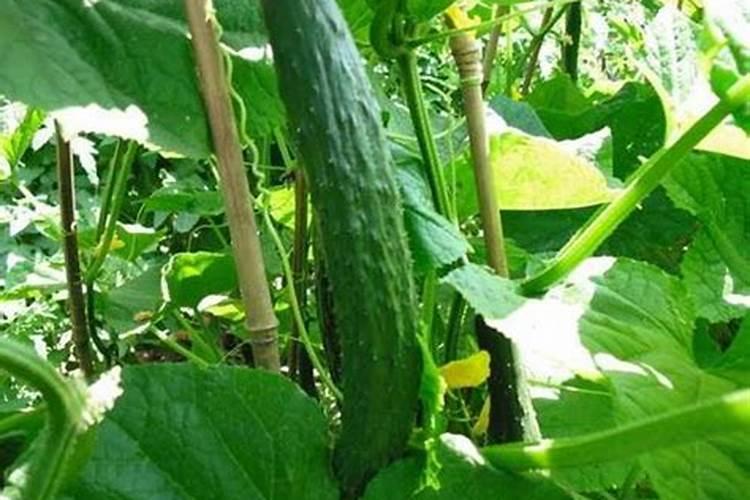 黄瓜结果期冲施什么肥料