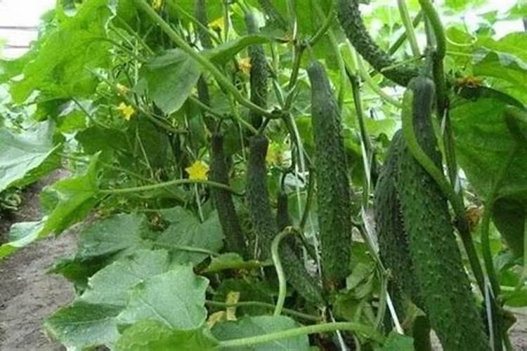 黄瓜追肥用什么肥料为宜